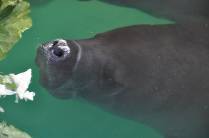 Peixe-boi no Centro de Pesquisas de Animais, em Balbina - AM